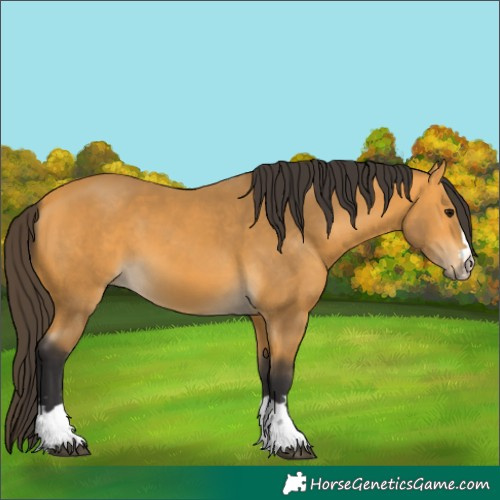 Horse Color:Buckskin 