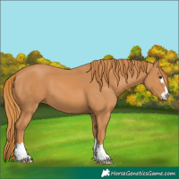Horse Color:Chestnut 