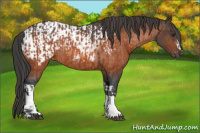 Horse Color:Brown Rabicano and Brown Appaloosa Rabicano