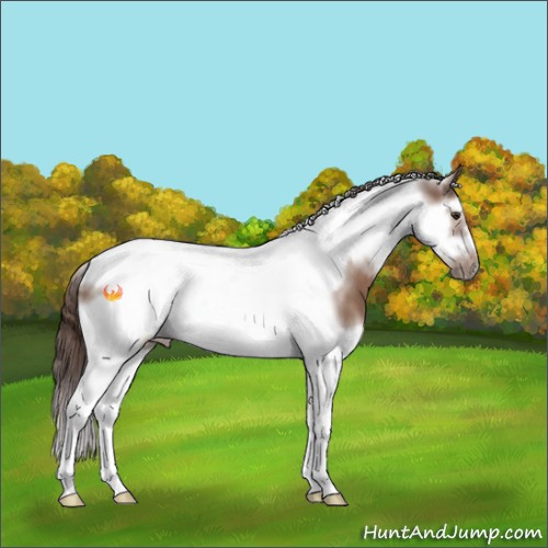 Horse Color:Liver Chestnut Splash Tobiano Frame 