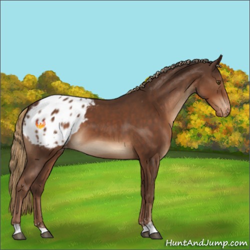 Horse Color:Liver Chestnut Sabino Appaloosa 