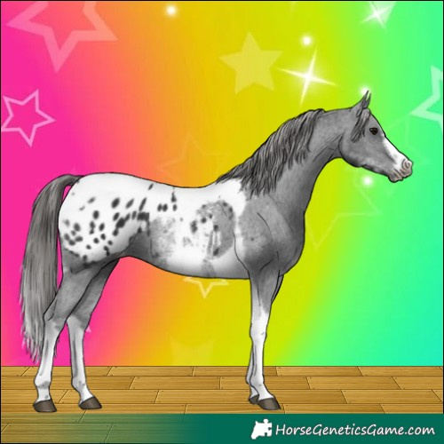 Horse Color:White Spotted Black Splash Tobiano Frame Appaloosa 