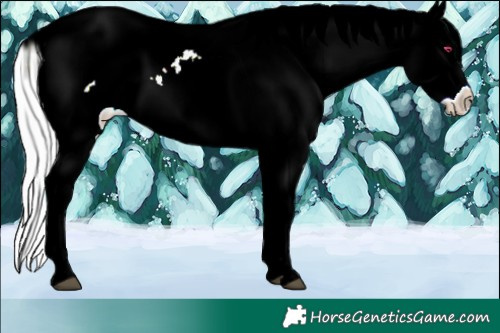 Horse Color:White Spotted Brown Chinchilla Pearl Appaloosa 