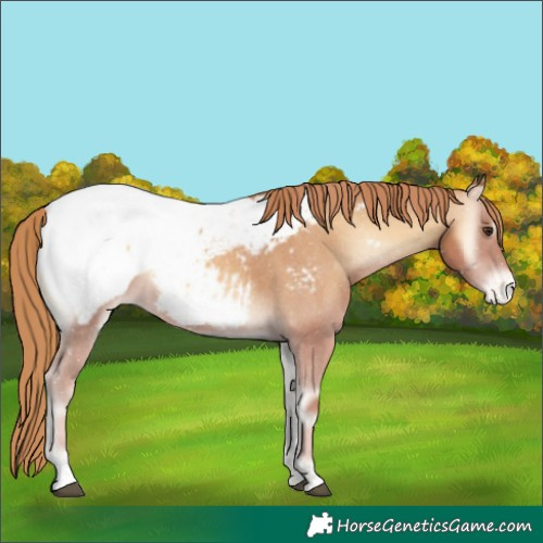 Horse Color:Red Onyx Near Fewspot 