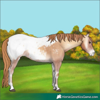 Horse Color:Red Onyx Near Fewspot 