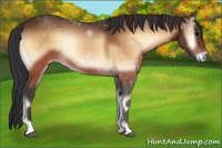 Horse Color:Bay Onyx 