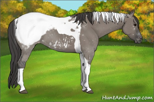 Horse Color:Grullo Tobiano Appaloosa 