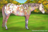 Horse Color:Nacre Palomino Onyx Appaloosa 