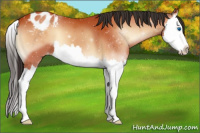 Horse Color:Bay Onyx Splash Appaloosa 