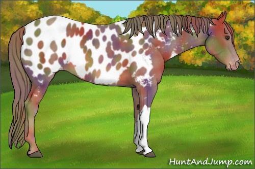 Horse Color:Nacre Chestnut Appaloosa 