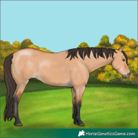 Horse Color:Bay Dun