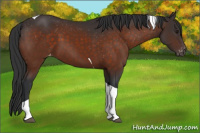 Horse Color:Brown Tobiano Appaloosa 