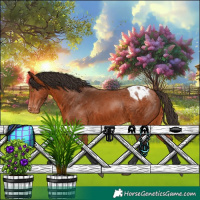 Horse Color:Bay Appaloosa 