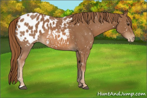 Horse Color:Chestnut Appaloosa 