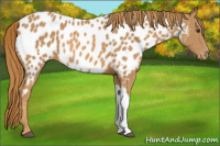 Horse Color:Chestnut Appaloosa 