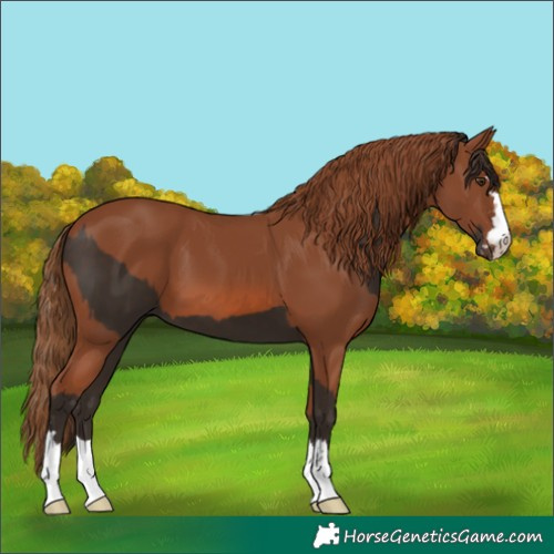 Horse Color:Liver Chestnut  and Chestnut 