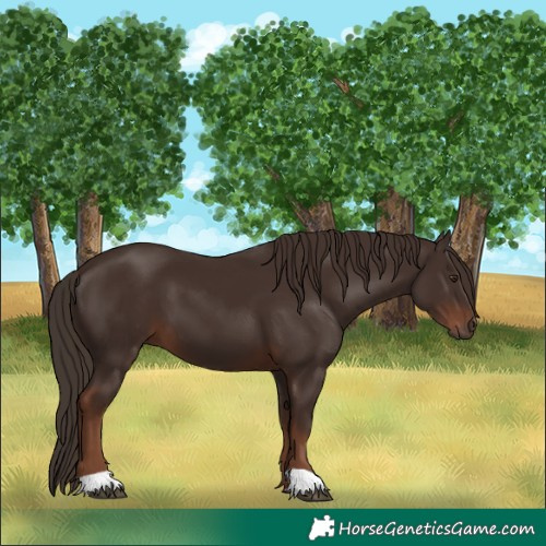 Horse Color:Liver Chestnut 