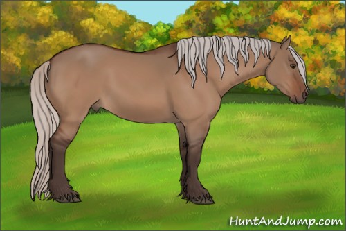 Horse Color:Silver Bay Dun 