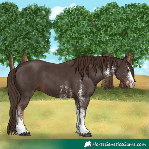 Horse Color:White Spotted Liver Chestnut 