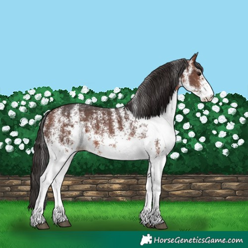 Horse Color:White Spotted Bay 