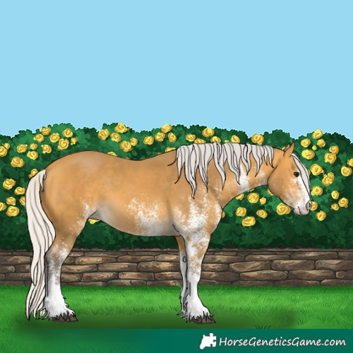 Horse Color:White Spotted Silver Buckskin 