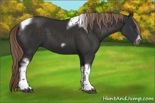 Horse Color:Liver Chestnut Tobiano Frame 