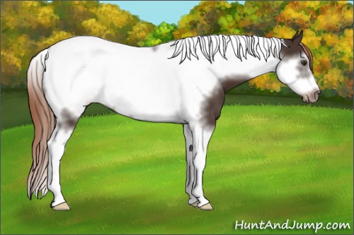 Horse Color:Liver Chestnut Tobiano Frame 