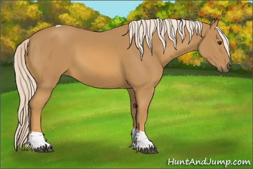 Horse Color:Palomino Tobiano 