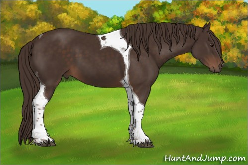 Horse Color:Liver Chestnut Tobiano 