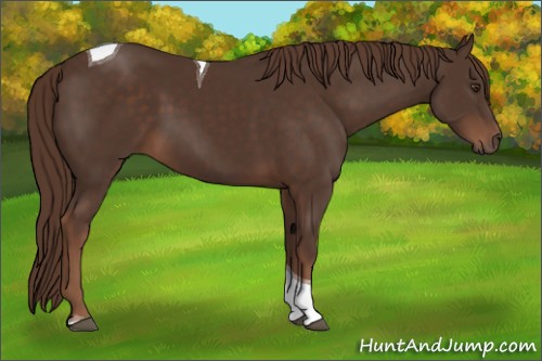 Horse Color:Liver Chestnut Tobiano 