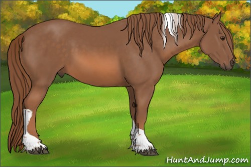 Horse Color:Chestnut Tobiano 