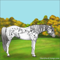 Horse Color:White Spotted Black Splash Tobiano Frame Appaloosa 