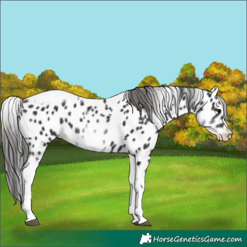Horse Color:White Spotted Black Splash Tobiano Frame Appaloosa 