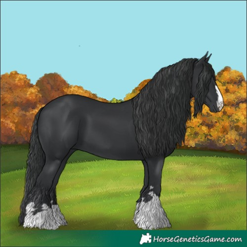 Horse Color:Black 