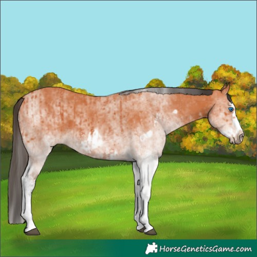 Horse Color:White Spotted Bay Splash  and White Spotted Bay Splash Frame 