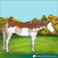 Horse Color:Red Dun Splash and Chestnut Splash