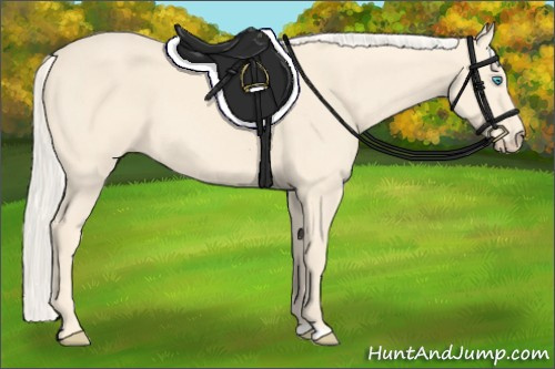 Horse Color:Cremello 