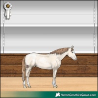Horse Color:Classic Cream Champagne Pearl Dun Sabino Splash 