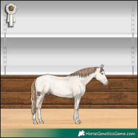 Horse Color:Classic Cream Champagne Pearl Dun Sabino Splash