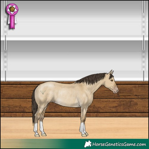 Horse Color:Classic Cream Champagne Dun Rabicano 
