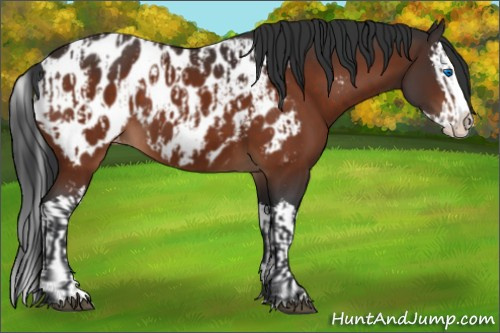 Horse Color:Bay Sabino Splash Near Leopard and Brown Sabino Splash Near Leopard