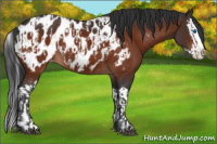 Horse Color:Bay Sabino Splash Near Leopard  and Brown Sabino Splash Near Leopard 