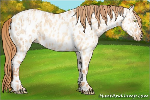 Horse Color:Gold Champagne Dun Appaloosa  and Gold Champagne Dun Appaloosa 