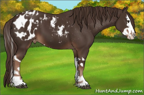 Horse Color:Liver Chestnut Sabino Splash Appaloosa  and Liver Chestnut Sabino Splash Appaloosa 