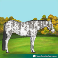 Horse Color:Grullo Sabino Rabicano