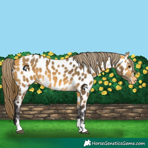 Horse Color:Buckskin Near Leopard 