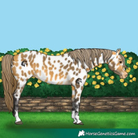 Horse Color:Buckskin Near Leopard