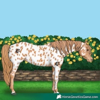 Horse Color:Chestnut Near Leopard 