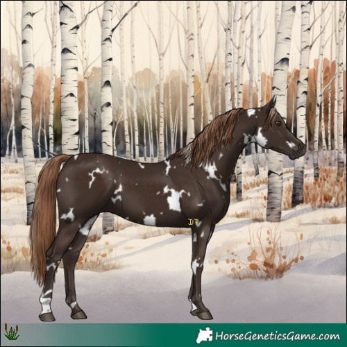 Horse Color:White Spotted Liver Chestnut 