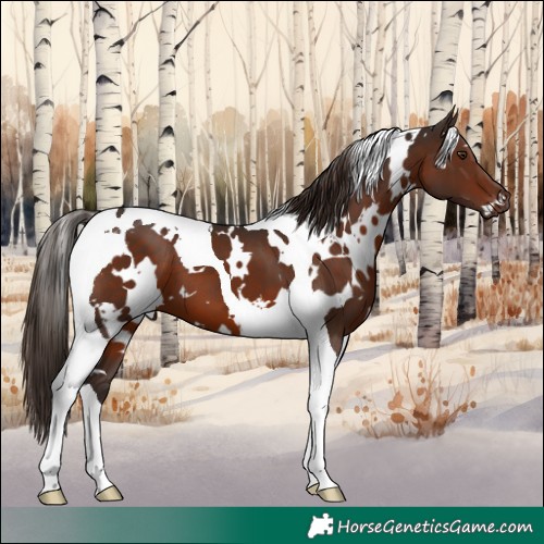Horse Color:White Spotted Liver Chestnut Tobiano 